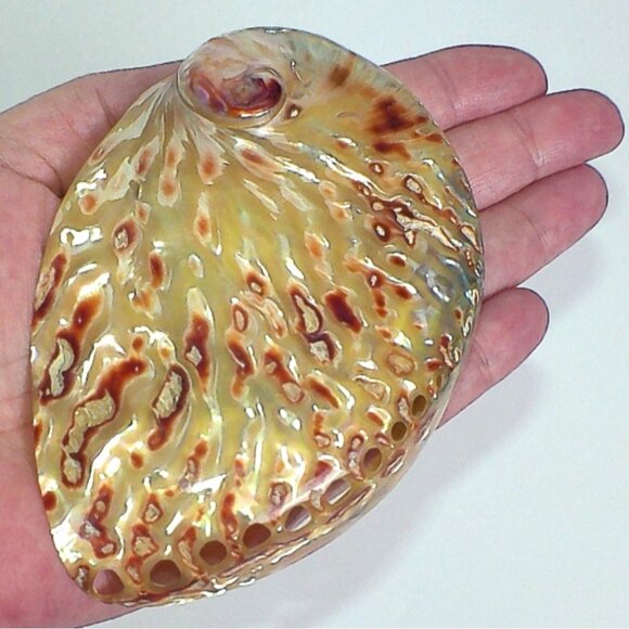 Polished Flame Midas Abalone Shell Specimen - Picture 3 of 6